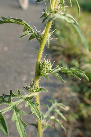 Ambrosia artemisiifolia \ Hohe Ambrosie, Aufrechtes Traubenkraut / Ragweed, D Klingenberg am Main 10.9.2016