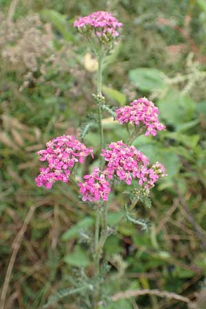 Achillea millefolium agg. \ Gemeine Schafgarbe / Yarrow, D B&uuml;rstadt 30.9.2016