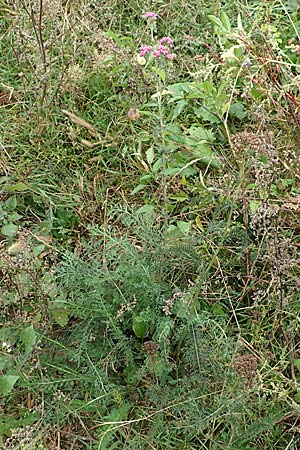 Achillea millefolium agg. \ Gemeine Schafgarbe / Yarrow, D B&uuml;rstadt 30.9.2016
