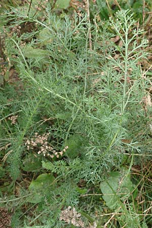Achillea millefolium agg. \ Gemeine Schafgarbe / Yarrow, D B&uuml;rstadt 30.9.2016