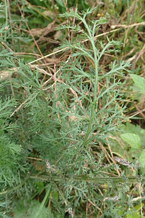 Achillea millefolium agg. \ Gemeine Schafgarbe / Yarrow, D B&uuml;rstadt 30.9.2016