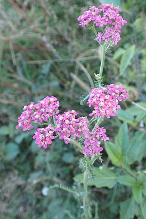Achillea millefolium agg. \ Gemeine Schafgarbe / Yarrow, D B&uuml;rstadt 5.10.2016