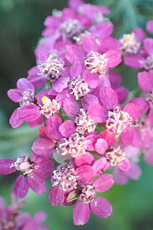 Achillea millefolium agg. \ Gemeine Schafgarbe / Yarrow, D B&uuml;rstadt 5.10.2016