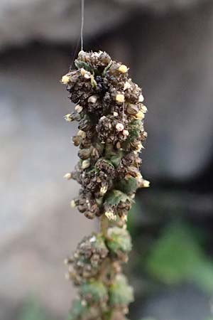 Ambrosia artemisiifolia \ Hohe Ambrosie, Aufrechtes Traubenkraut / Ragweed, D Mannheim 26.10.2016