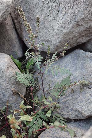 Ambrosia artemisiifolia \ Hohe Ambrosie, Aufrechtes Traubenkraut / Ragweed, D Mannheim 26.10.2016