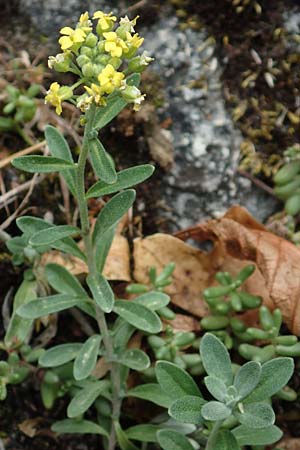 Alyssum montanum \ Berg-Steinkraut / Mountain Alison, Mountain Madwort, D Istein 22.7.2017