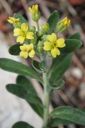 Alyssum montanum \ Berg-Steinkraut / Mountain Alison, Mountain Madwort, D Istein 22.7.2017