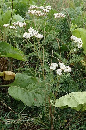 Achillea millefolium agg. \ Gemeine Schafgarbe / Yarrow, D Schwegenheim 27.7.2017