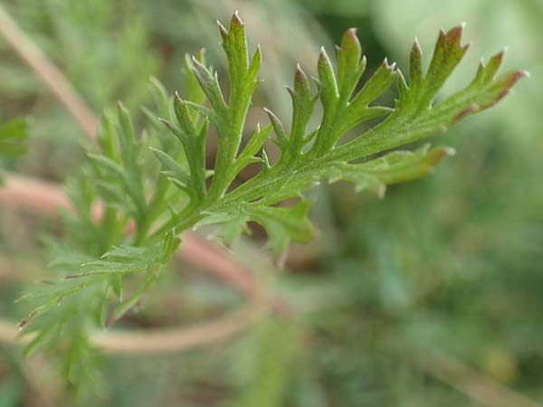 Achillea millefolium agg. \ Gemeine Schafgarbe / Yarrow, D Schwegenheim 27.7.2017