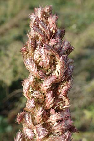 Amaranthus retroflexus \ Rauhaariger Amaranth / Common Pigweed, D Mannheim 3.10.2017