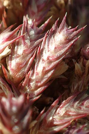 Amaranthus retroflexus \ Rauhaariger Amaranth / Common Pigweed, D Mannheim 3.10.2017