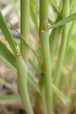 Alopecurus myosuroides \ Acker-Fuchsschwanz / Black-Grass, D Gochsheim 17.5.2018