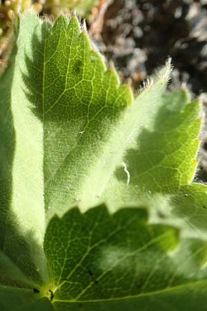 Alchemilla erythropoda \ Zwergiger Frauenmantel, Karpaten-Frauenmantel / Dwarf Lady's Mantle, D Attendorn 21.5.2018