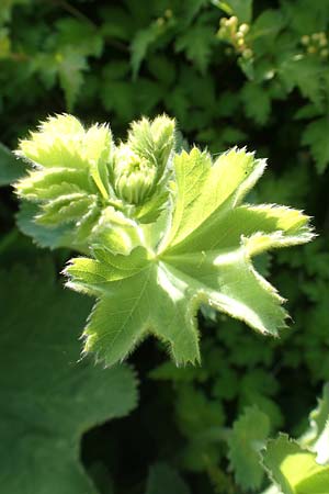 Alchemilla erythropoda \ Zwergiger Frauenmantel, Karpaten-Frauenmantel / Dwarf Lady's Mantle, D Attendorn 21.5.2018