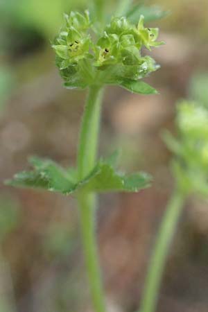 Alchemilla erythropoda \ Zwergiger Frauenmantel, Karpaten-Frauenmantel / Dwarf Lady's Mantle, D Attendorn 21.5.2018
