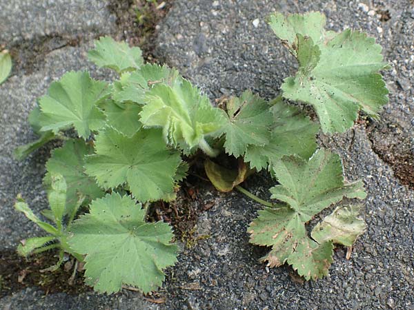 Alchemilla erythropoda \ Zwergiger Frauenmantel, Karpaten-Frauenmantel / Dwarf Lady's Mantle, D Attendorn 21.5.2018