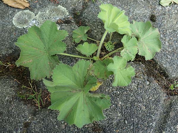 Alchemilla erythropoda \ Zwergiger Frauenmantel, Karpaten-Frauenmantel / Dwarf Lady's Mantle, D Attendorn 21.5.2018