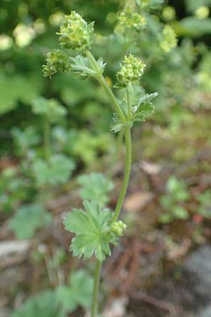 Alchemilla erythropoda \ Zwergiger Frauenmantel, Karpaten-Frauenmantel / Dwarf Lady's Mantle, D Attendorn 21.5.2018
