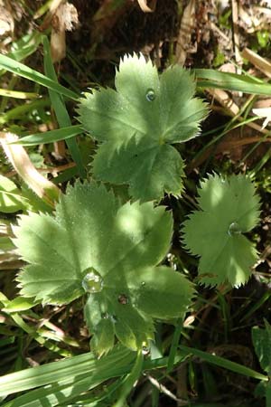 Alchemilla erythropoda \ Zwergiger Frauenmantel, Karpaten-Frauenmantel / Dwarf Lady's Mantle, D Stuttgart-Hohenheim 19.7.2018