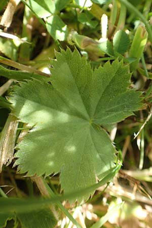 Alchemilla erythropoda \ Zwergiger Frauenmantel, Karpaten-Frauenmantel / Dwarf Lady's Mantle, D Stuttgart-Hohenheim 19.7.2018