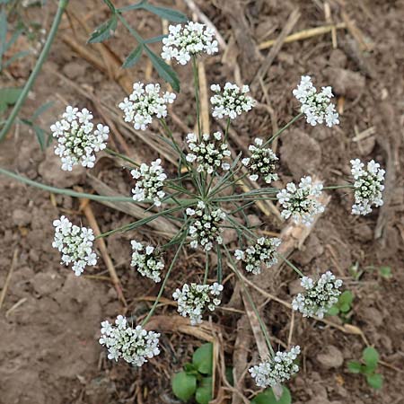 Ammi majus \ Gro�e Knorpelm�hre / Bullwort, D Hemsbach 10.11.2018