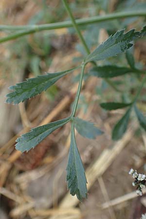 Ammi majus \ Gro�e Knorpelm�hre / Bullwort, D Hemsbach 10.11.2018