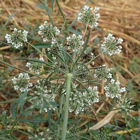 Ammi majus \ Gro�e Knorpelm�hre / Bullwort, D Hemsbach 10.11.2018