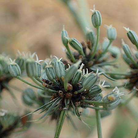 Ammi majus \ Gro�e Knorpelm�hre / Bullwort, D Hemsbach 10.11.2018