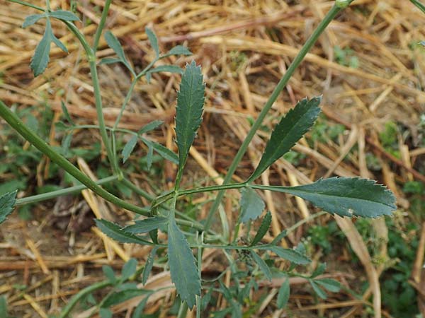 Ammi majus \ Gro�e Knorpelm�hre / Bullwort, D Hemsbach 10.11.2018