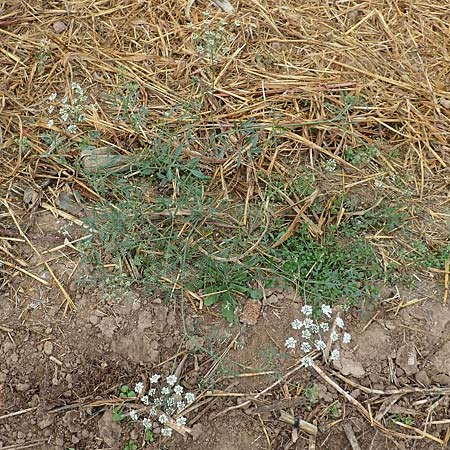 Ammi majus \ Gro�e Knorpelm�hre / Bullwort, D Hemsbach 10.11.2018