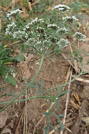 Ammi majus \ Gro�e Knorpelm�hre / Bullwort, D Hemsbach 10.11.2018