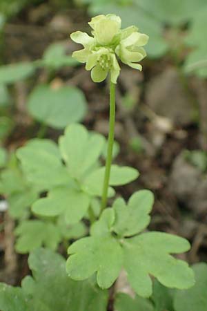 Adoxa moschatellina \ Moschuskraut / Moschatel, Town-Hall Clock, D Leverkusen 24.4.2019