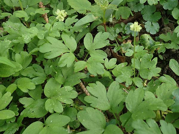 Adoxa moschatellina \ Moschuskraut / Moschatel, Town-Hall Clock, D Leverkusen 24.4.2019