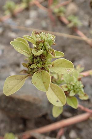 Amaranthus blitoides \ Westamerikanischer Amaranth / Prostrate Pigweed, D Mannheim 15.10.2019