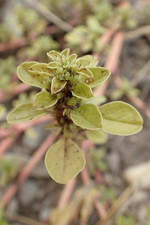 Amaranthus blitoides \ Westamerikanischer Amaranth / Prostrate Pigweed, D Mannheim 15.10.2019