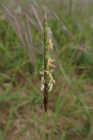 Alopecurus myosuroides \ Acker-Fuchsschwanz / Black-Grass, D Gr&uuml;nstadt-Asselheim 4.5.2020