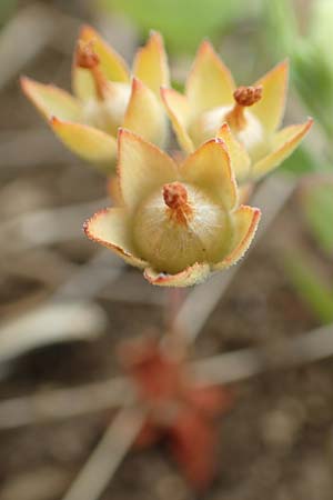 Androsace maxima \ Acker-Mannsschild, Gro&szlig;kelchiger Mannsschild / Annual Rock Jasmine, D Neuleiningen 25.5.2020