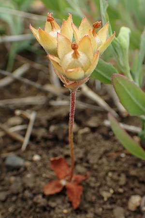 Androsace maxima \ Acker-Mannsschild, Gro&szlig;kelchiger Mannsschild / Annual Rock Jasmine, D Neuleiningen 25.5.2020