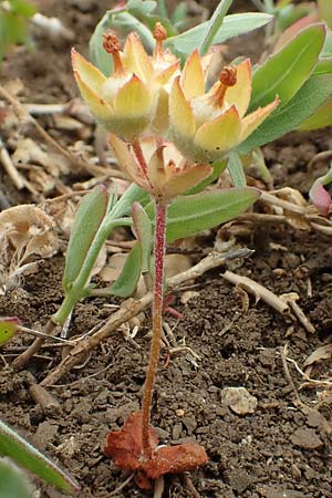 Androsace maxima \ Acker-Mannsschild, Gro&szlig;kelchiger Mannsschild / Annual Rock Jasmine, D Neuleiningen 25.5.2020