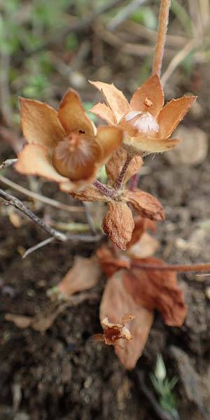 Androsace maxima \ Acker-Mannsschild, Gro&szlig;kelchiger Mannsschild / Annual Rock Jasmine, D Neuleiningen 25.5.2020