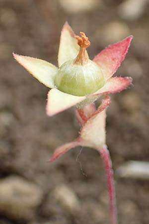 Androsace maxima \ Acker-Mannsschild, Gro&szlig;kelchiger Mannsschild / Annual Rock Jasmine, D Neuleiningen 25.5.2020