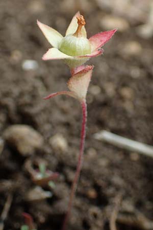 Androsace maxima \ Acker-Mannsschild, Gro&szlig;kelchiger Mannsschild / Annual Rock Jasmine, D Neuleiningen 25.5.2020