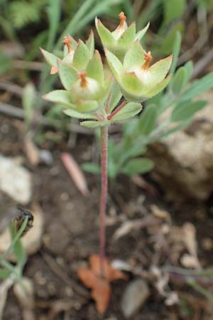Androsace maxima \ Acker-Mannsschild, Gro&szlig;kelchiger Mannsschild / Annual Rock Jasmine, D Neuleiningen 25.5.2020