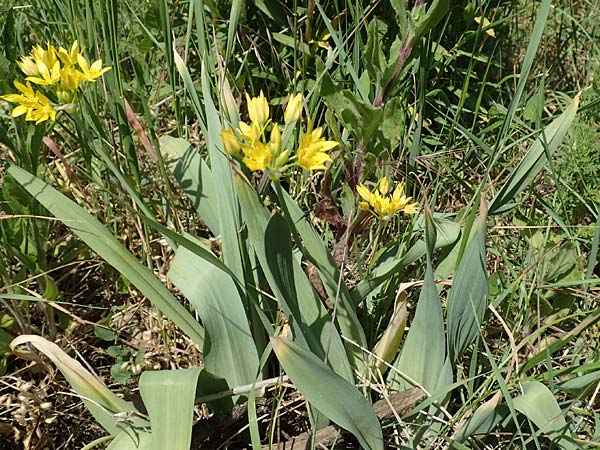 Allium moly \ Gold-Lauch / Golden Garlic, D Bruchsal 27.5.2020
