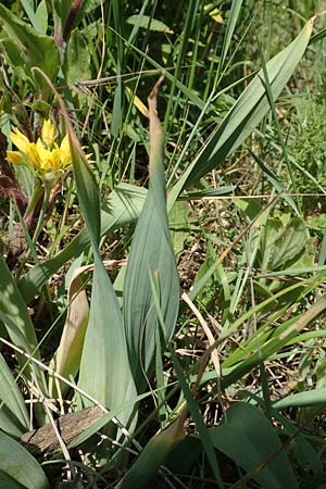 Allium moly \ Gold-Lauch / Golden Garlic, D Bruchsal 27.5.2020