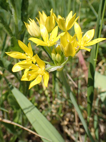 Allium moly \ Gold-Lauch / Golden Garlic, D Bruchsal 27.5.2020