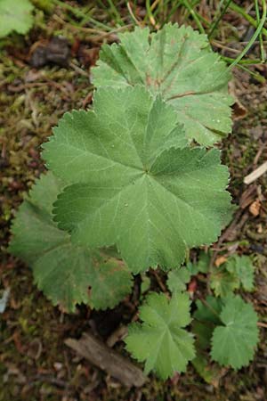 Alchemilla mollis \ Weicher Frauenmantel / Garden Lady's Mantle, D Aachen 9.6.2020