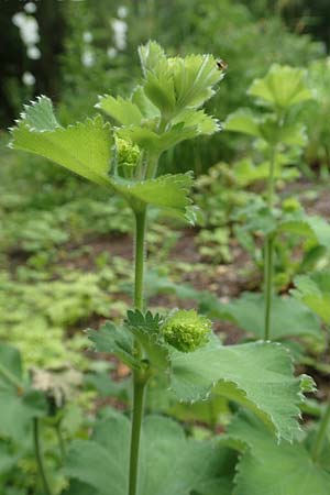 Alchemilla mollis \ Weicher Frauenmantel / Garden Lady's Mantle, D Aachen 9.6.2020