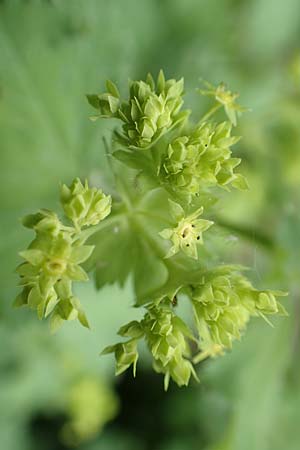 Alchemilla mollis \ Weicher Frauenmantel / Garden Lady's Mantle, D Aachen 9.6.2020