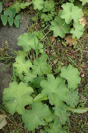 Alchemilla mollis \ Weicher Frauenmantel / Garden Lady's Mantle, D Aachen 9.6.2020